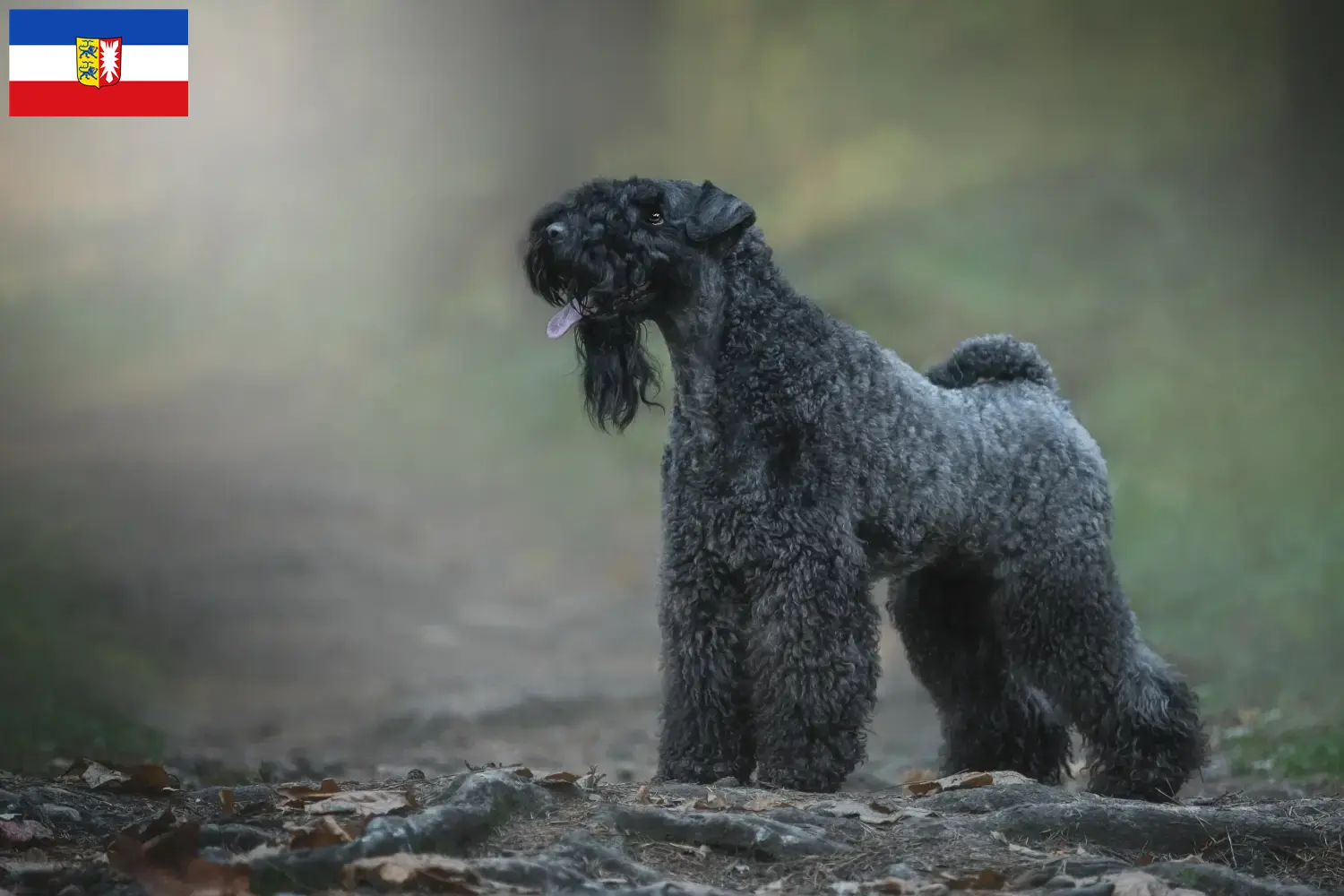 Lee más sobre el artículo Criadores y cachorros de Kerry Blue Terrier en Schleswig-Holstein