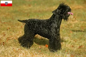 Lee más sobre el artículo Criadores y cachorros de Kerry Blue Terrier en Turingia