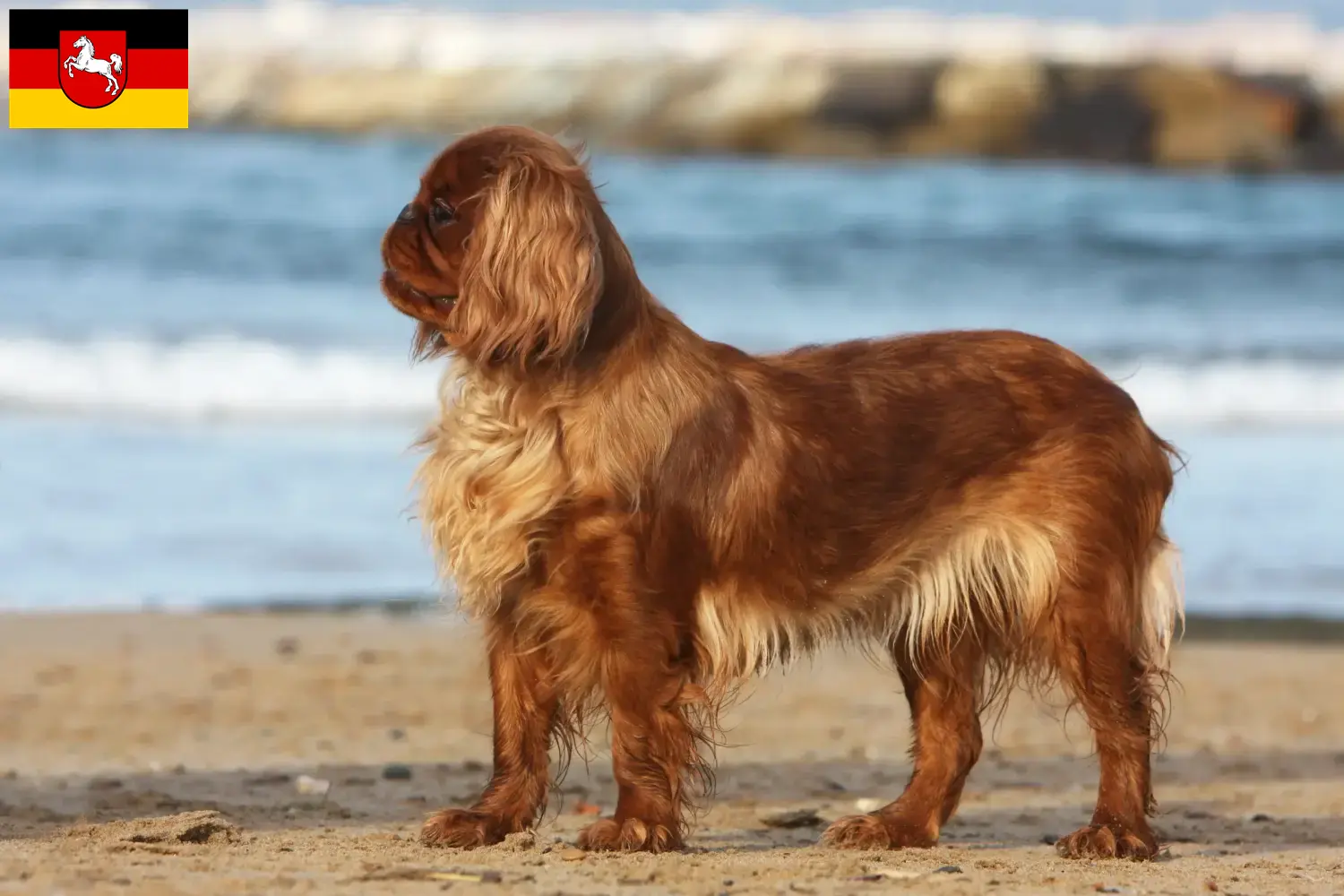 Lee más sobre el artículo Criadores de King Charles Spaniel y cachorros en Baja Sajonia