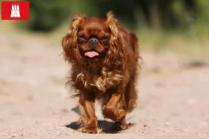 Lee más sobre el artículo Criadores de King Charles Spaniel y cachorros en Hamburgo