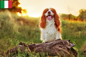 Lee más sobre el artículo Criadores y cachorros de King Charles Spaniel en Italia