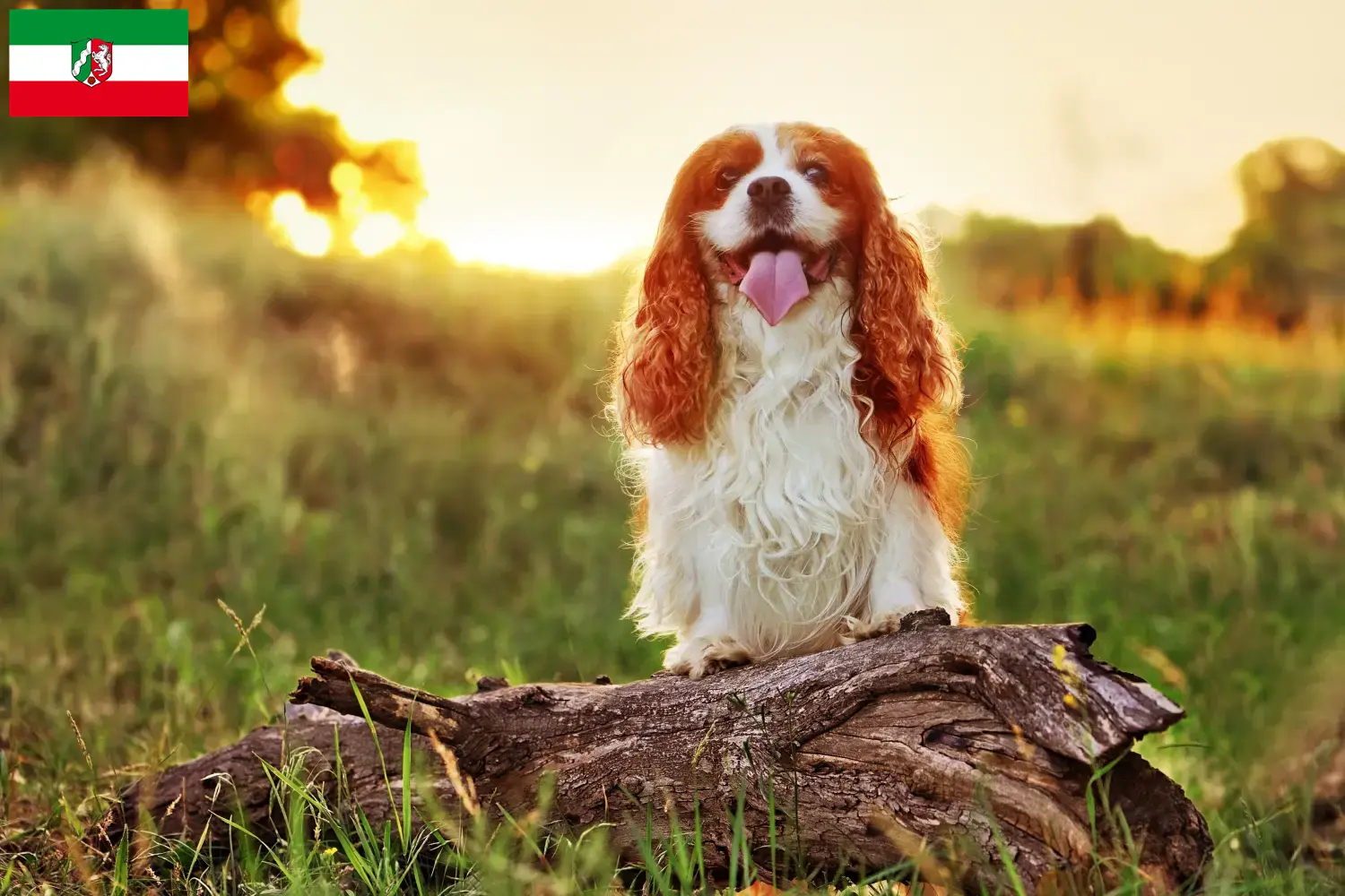 Lee más sobre el artículo Criadores de King Charles Spaniel y cachorros en Renania del Norte-Westfalia