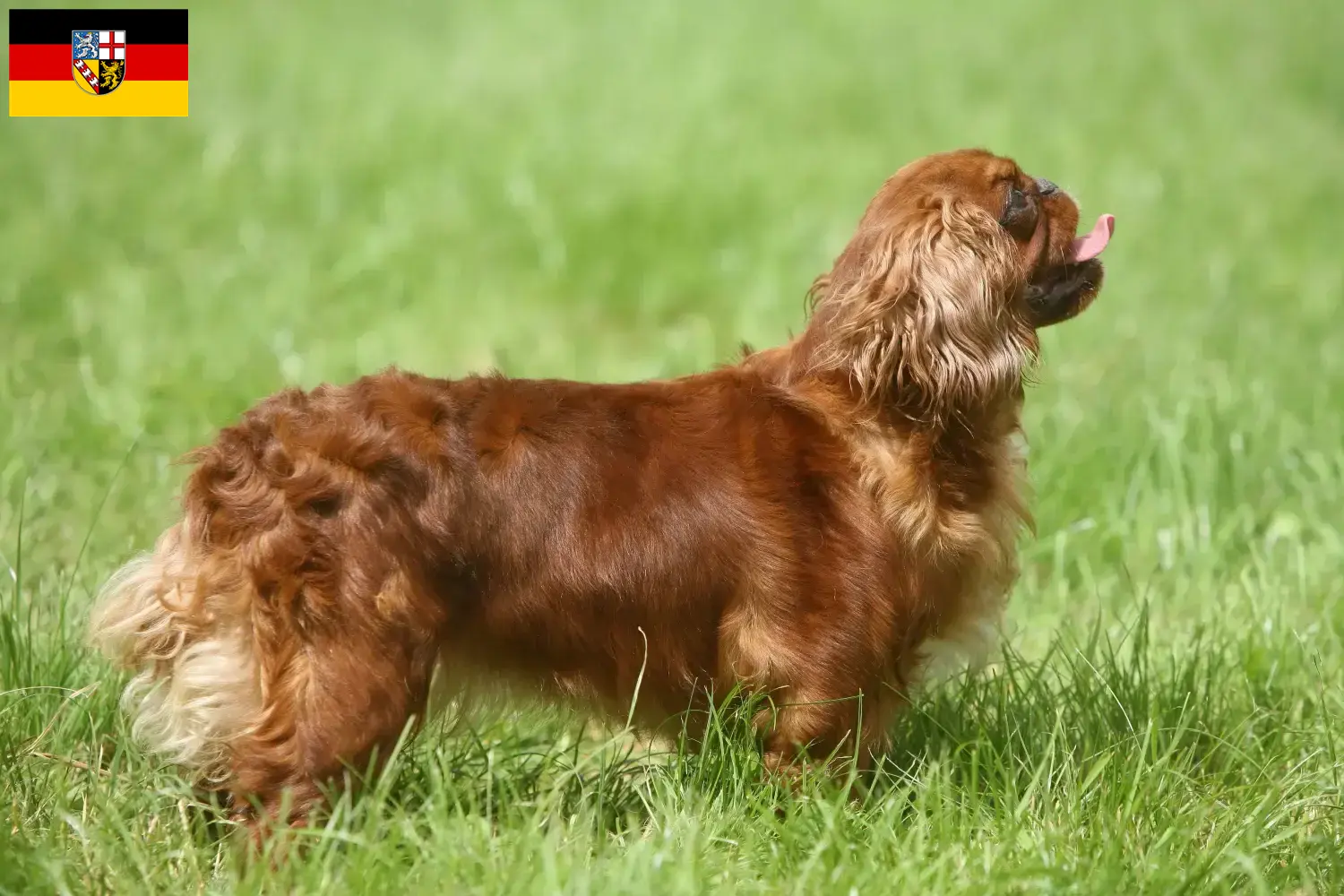 Lee más sobre el artículo Criadores de King Charles Spaniel y cachorros en Sarre