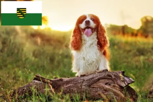 Lee más sobre el artículo Criadores de King Charles Spaniel y cachorros en Sajonia