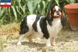 Lee más sobre el artículo Criadores de King Charles Spaniel y cachorros en Schleswig-Holstein