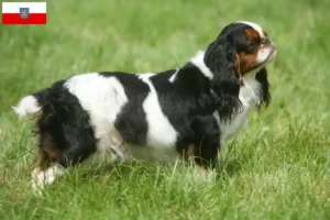 Lee más sobre el artículo Criadores de King Charles Spaniel y cachorros en Turingia