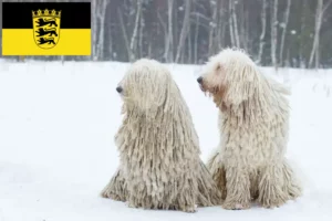 Lee más sobre el artículo Criadores de Komondor y cachorros en Baden-Württemberg