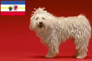 Lee más sobre el artículo Criadores de Komondor y cachorros en Mecklemburgo-Pomerania Occidental