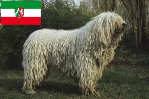 Lee más sobre el artículo Criadores de Komondor y cachorros en Renania del Norte-Westfalia