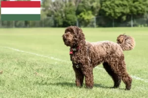 Lee más sobre el artículo Criadores y cachorros de Labradoodle en Hungría