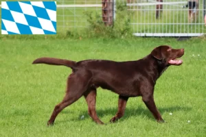 Lee más sobre el artículo Criadores de labradores y cachorros en Baviera