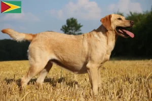 Lee más sobre el artículo Criadores de labradores y cachorros en Guyana