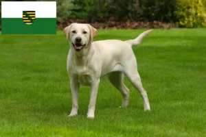 Lee más sobre el artículo Criadores de labradores y cachorros en Sajonia