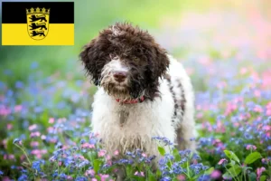 Lee más sobre el artículo Criadores de Lagotto Romagnolo y cachorros en Baden-Württemberg