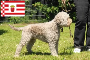 Lee más sobre el artículo Criadores de Lagotto Romagnolo y cachorros en Bremen