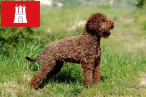 Lee más sobre el artículo Criadores de Lagotto Romagnolo y cachorros en Hamburgo