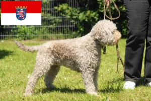 Lee más sobre el artículo Criadores de Lagotto Romagnolo y cachorros en Hessen