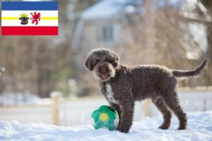 Lee más sobre el artículo Criadores de Lagotto Romagnolo y cachorros en Mecklemburgo-Pomerania Occidental