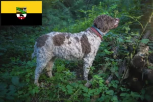 Lee más sobre el artículo Criadores de Lagotto Romagnolo y cachorros en Sajonia-Anhalt