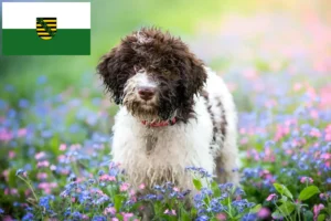 Lee más sobre el artículo Criadores de Lagotto Romagnolo y cachorros en Sajonia