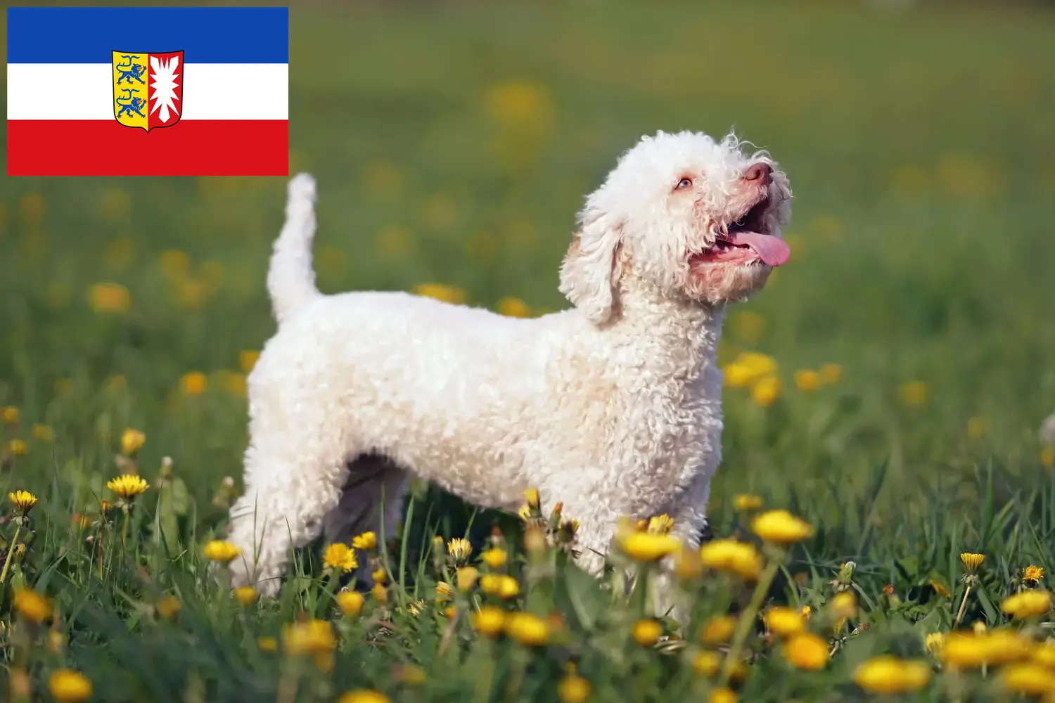 Lee más sobre el artículo Criadores de Lagotto Romagnolo y cachorros en Schleswig-Holstein