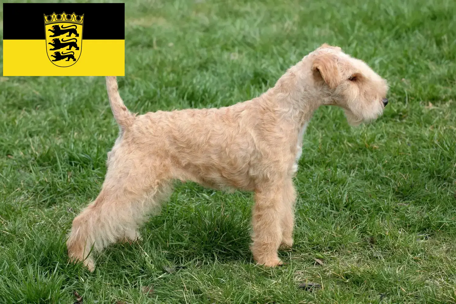 Lee más sobre el artículo Criadores de Lakeland Terrier y cachorros en Baden-Württemberg