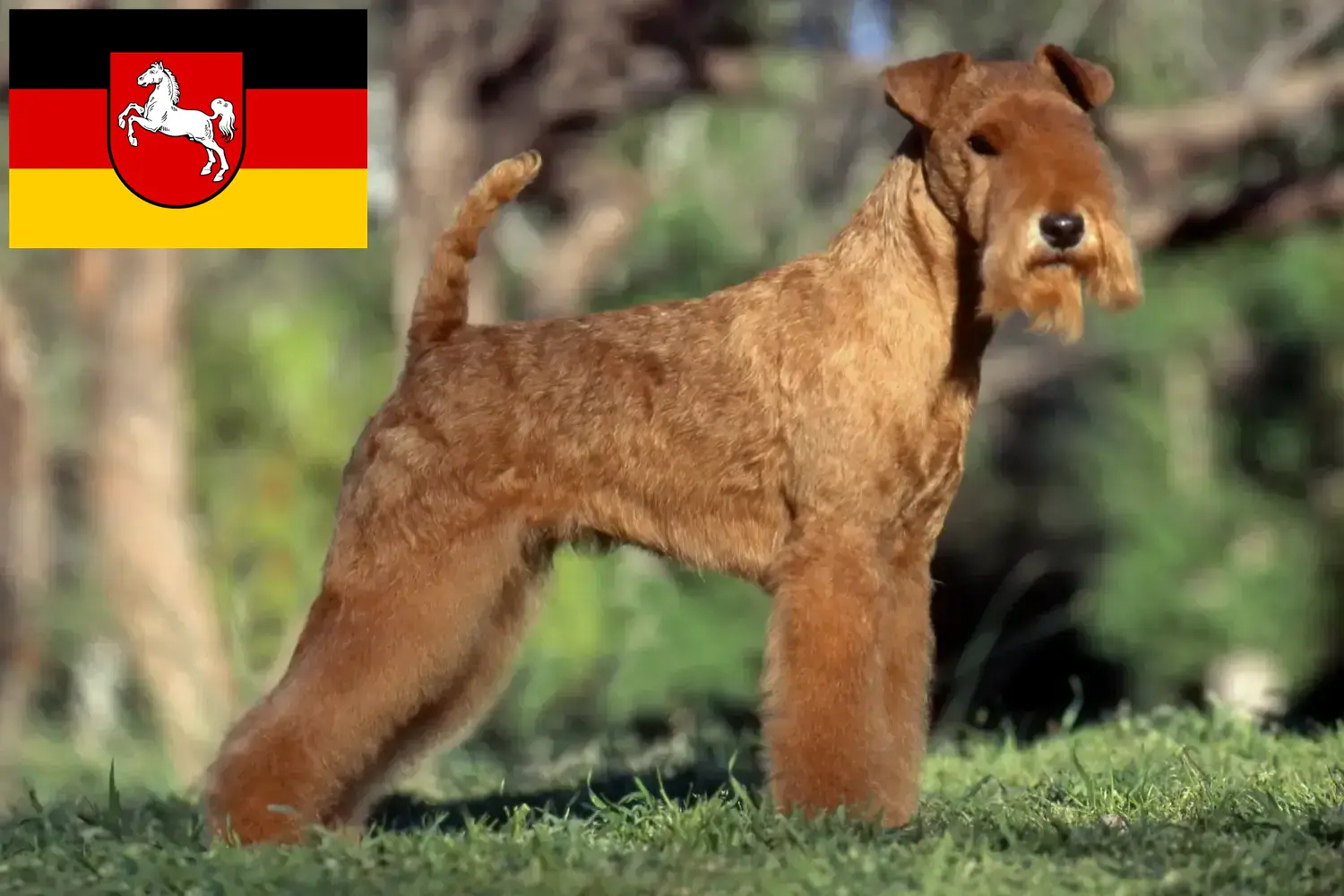 Lee más sobre el artículo Criadores de Lakeland Terrier y cachorros en Baja Sajonia