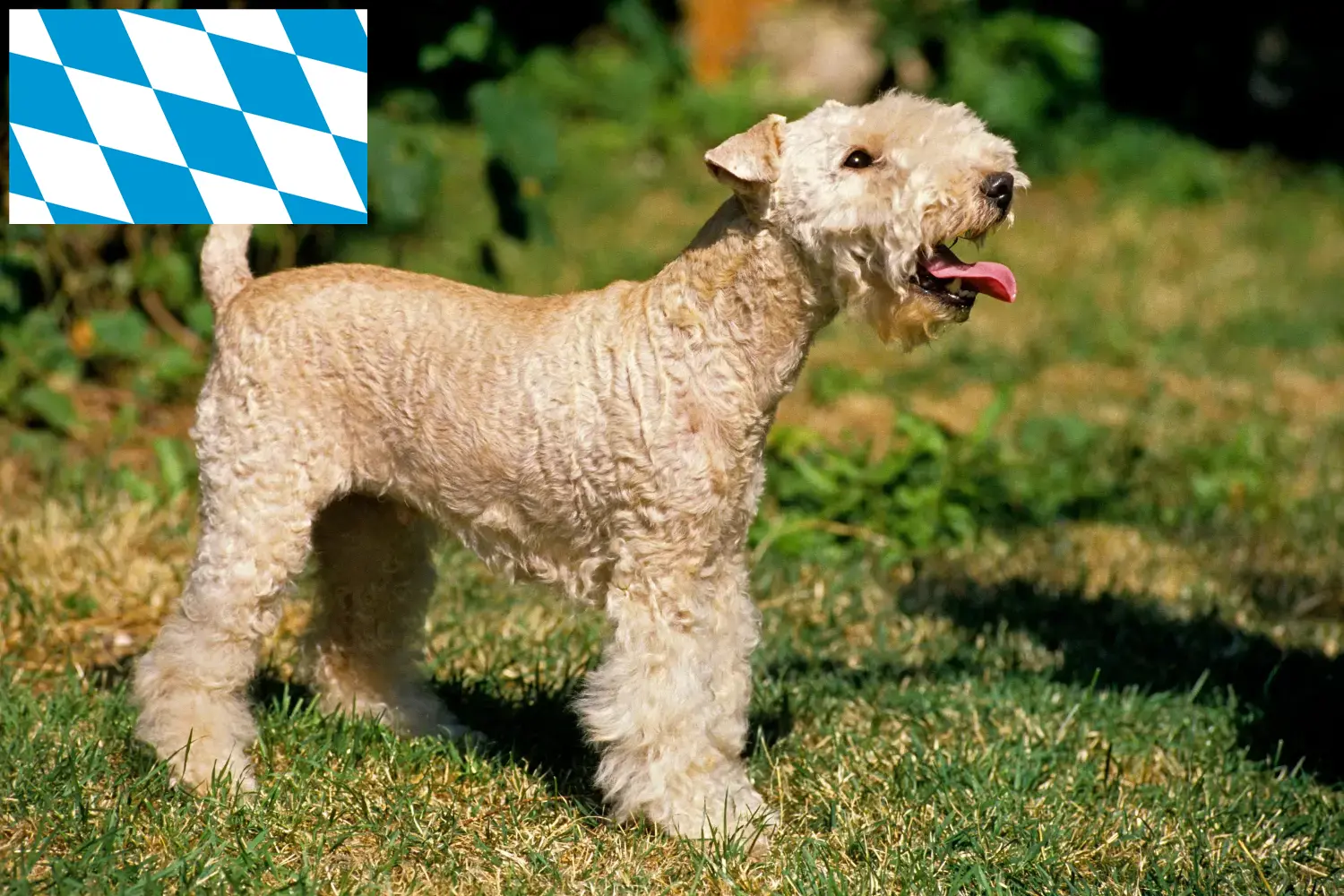 Lee más sobre el artículo Criadores y cachorros de Lakeland Terrier en Baviera