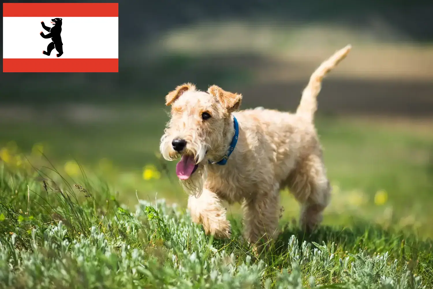 Lee más sobre el artículo Criadores de Lakeland Terrier y cachorros en Berlín