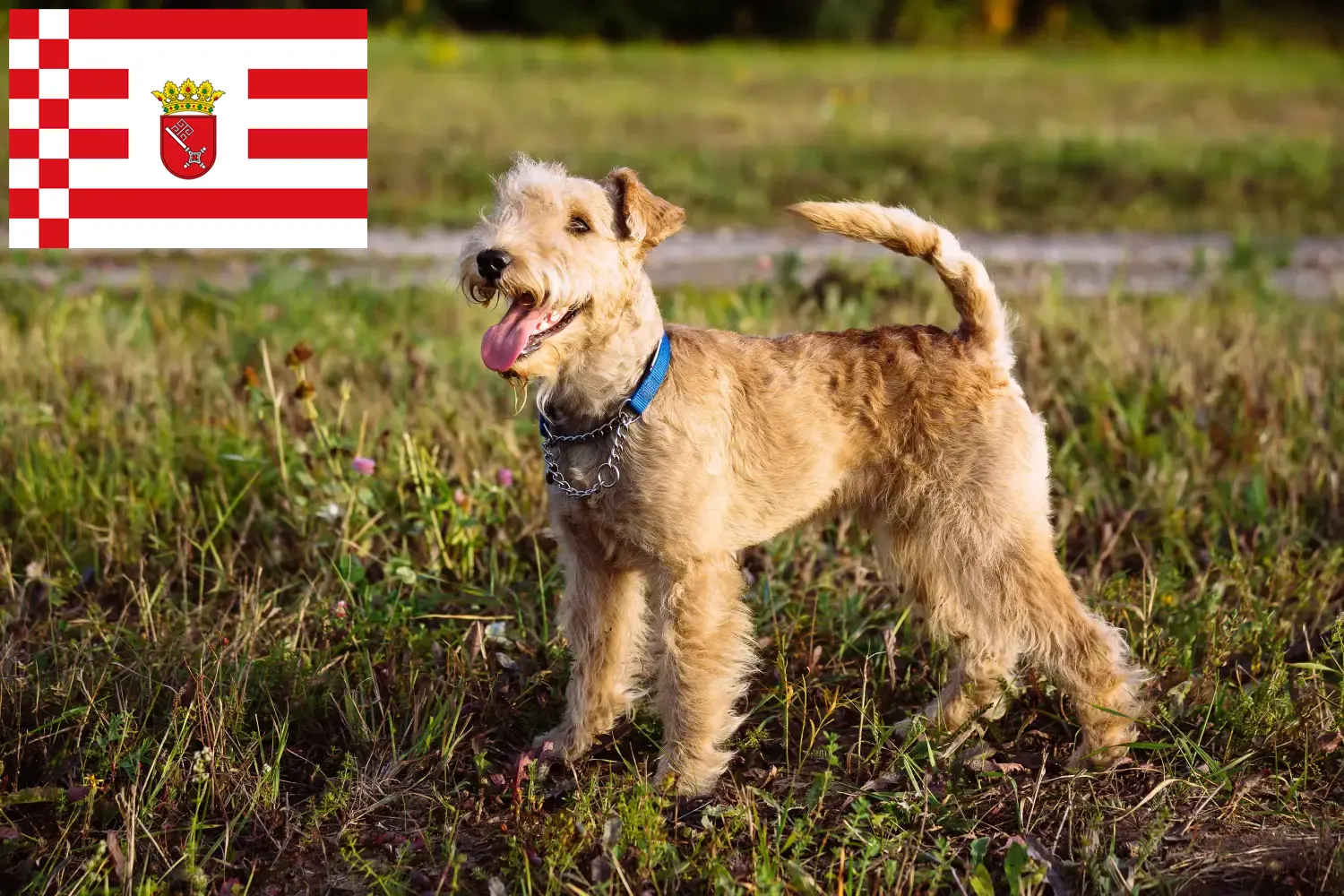 Lee más sobre el artículo Criadores de Lakeland Terrier y cachorros en Bremen