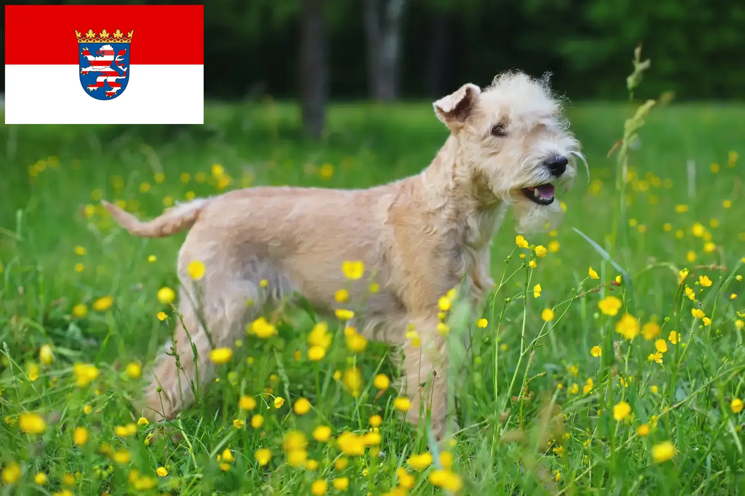 Lee más sobre el artículo Criadores de Lakeland Terrier y cachorros en Hessen