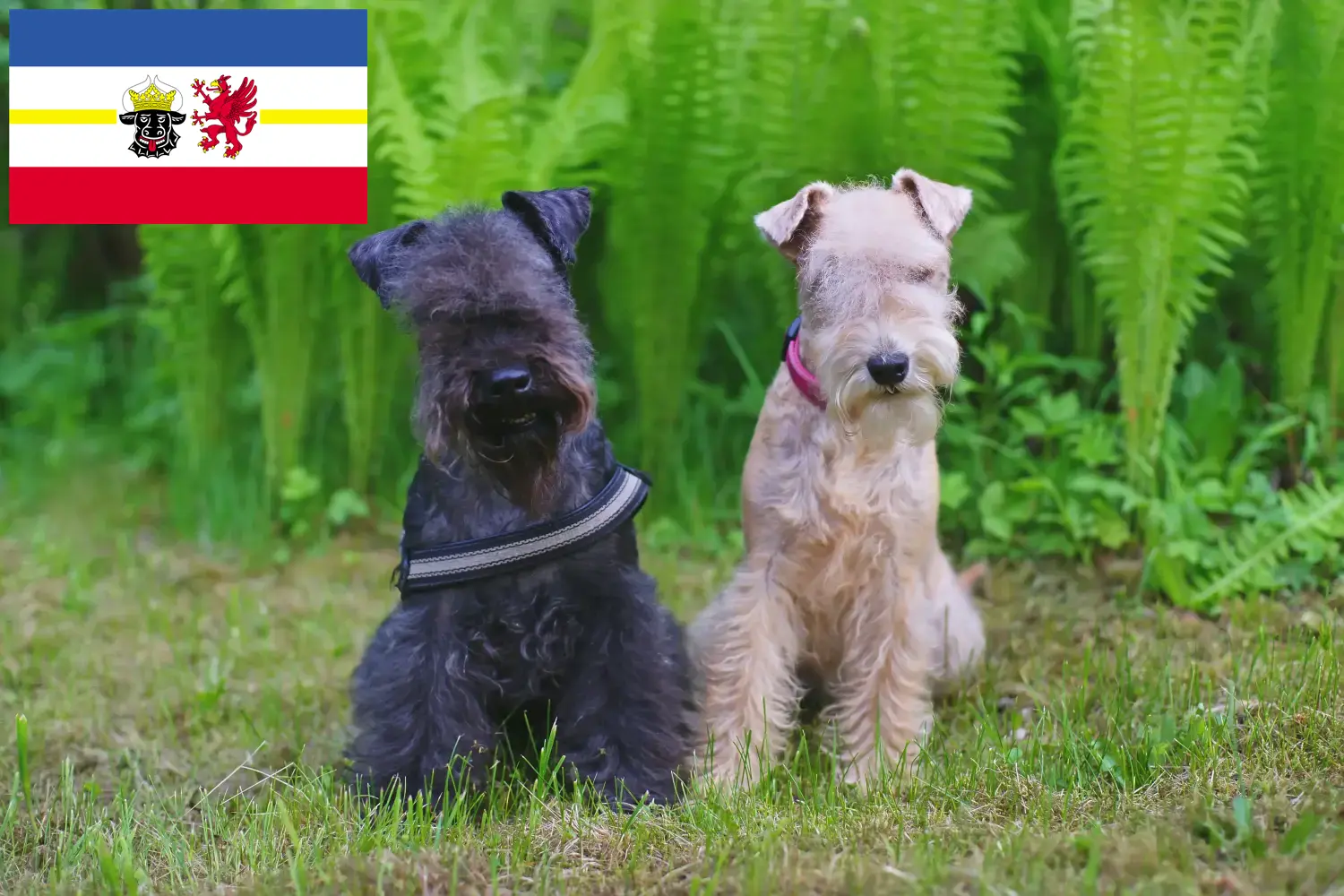 Lee más sobre el artículo Criadores de Lakeland Terrier y cachorros en Mecklemburgo-Pomerania Occidental