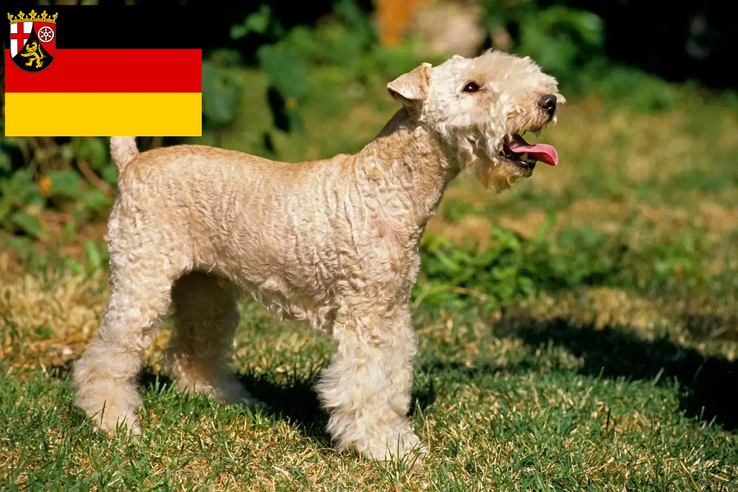 Lee más sobre el artículo Criadores de Lakeland Terrier y cachorros en Renania-Palatinado