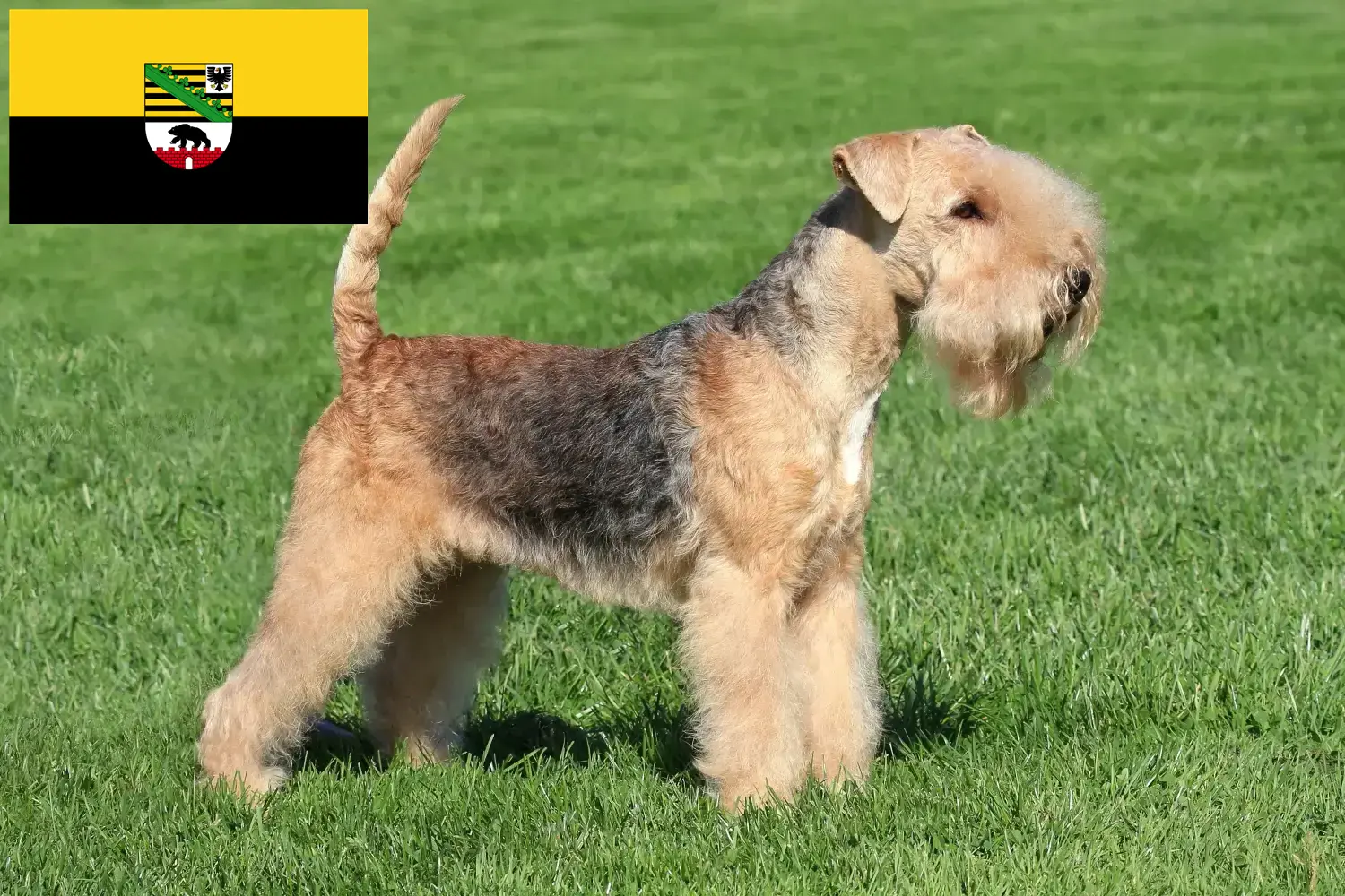 Lee más sobre el artículo Criadores de Lakeland Terrier y cachorros en Sajonia-Anhalt