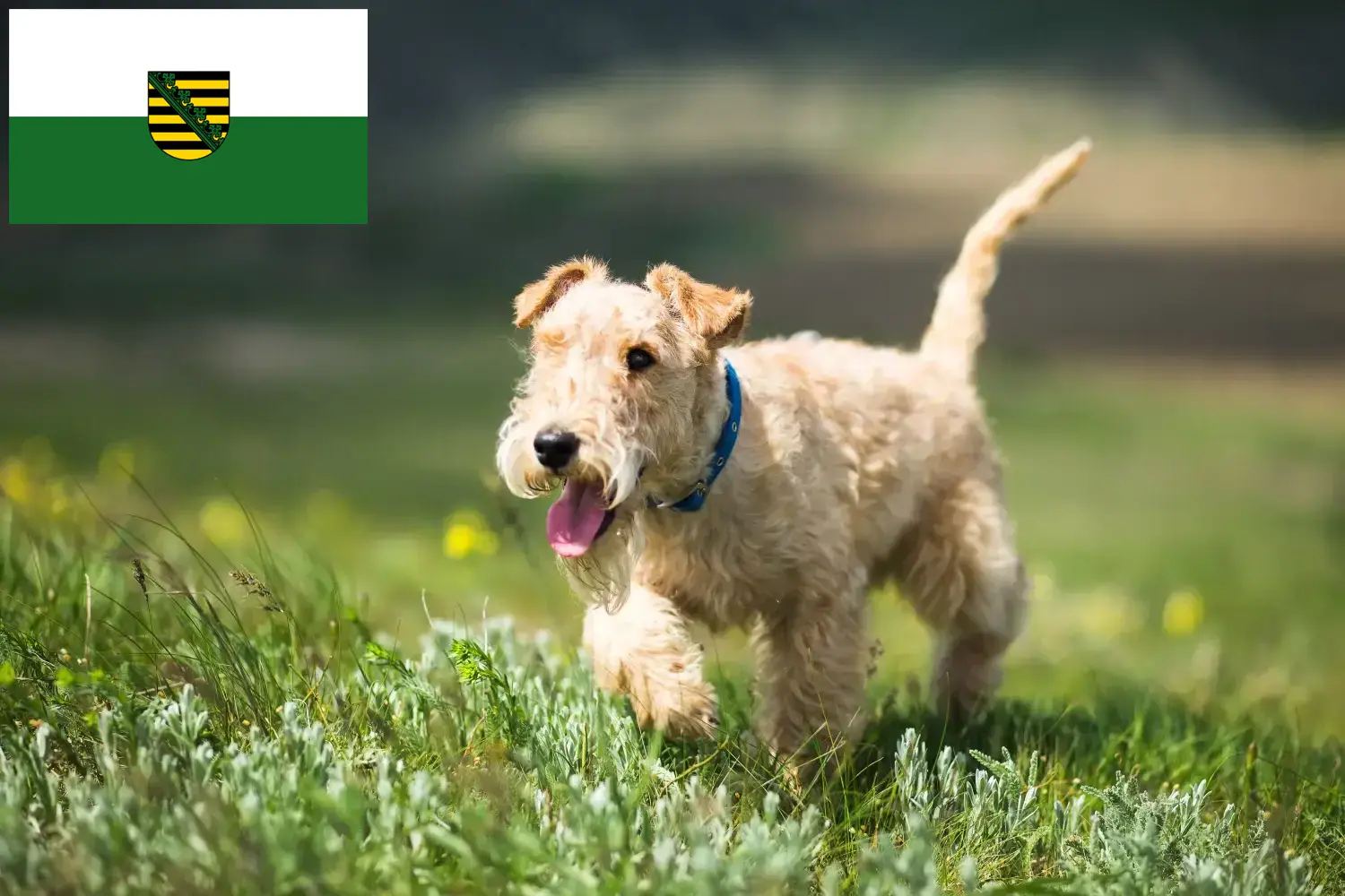 Lee más sobre el artículo Criadores y cachorros de Lakeland Terrier en Sajonia