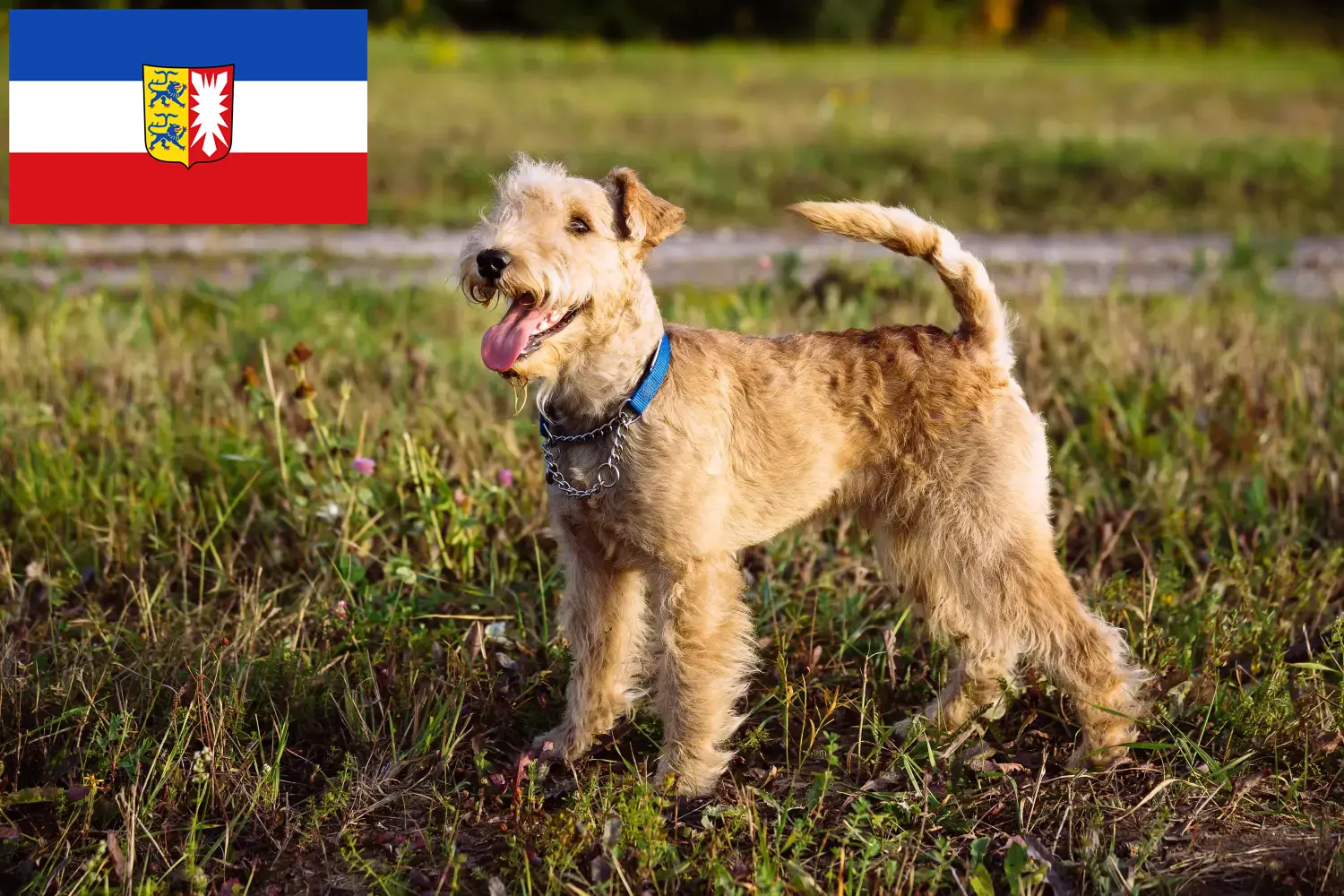 Lee más sobre el artículo Criadores de Lakeland Terrier y cachorros en Schleswig-Holstein