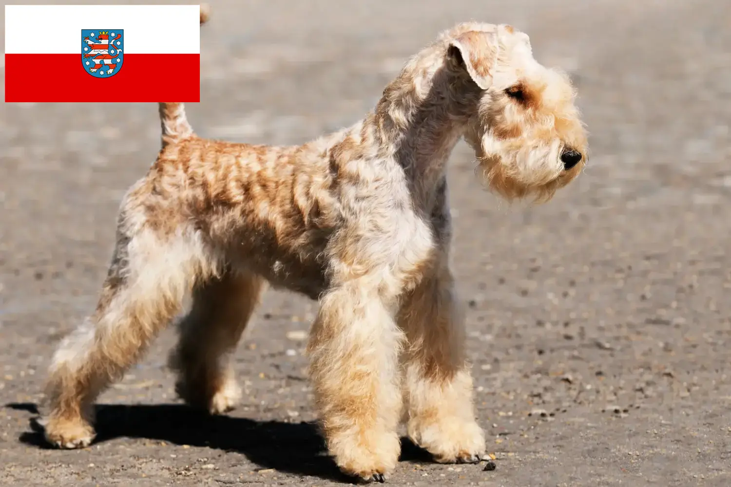 Lee más sobre el artículo Criadores de Lakeland Terrier y cachorros en Turingia