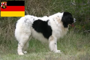 Lee más sobre el artículo Criadores de Landseer y cachorros en Renania-Palatinado