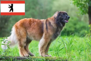 Lee más sobre el artículo Criadores de Leonberger y cachorros en Berlín