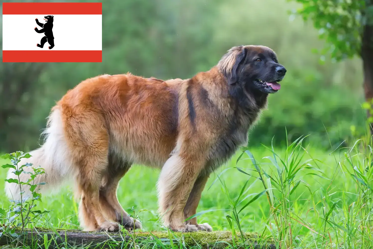 Lee más sobre el artículo Criadores de Leonberger y cachorros en Berlín