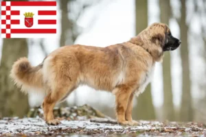 Lee más sobre el artículo Criadores de Leonberger y cachorros en Bremen