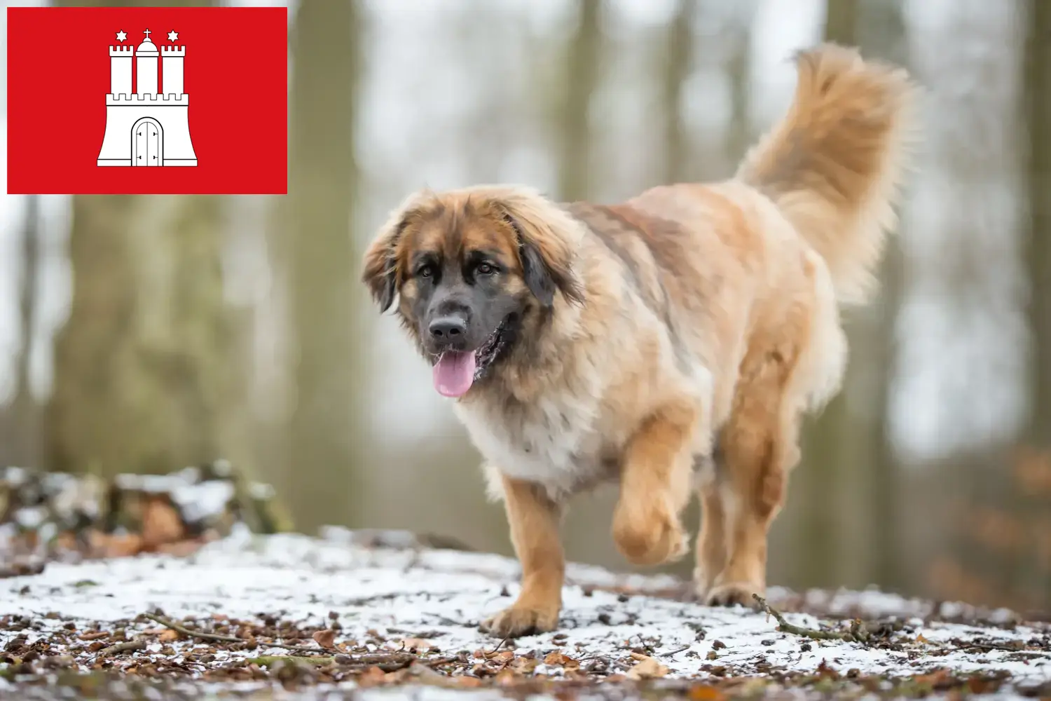 Lee más sobre el artículo Criadores de Leonberger y cachorros en Hamburgo