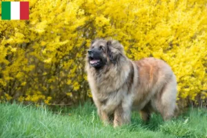 Lee más sobre el artículo Criadores de Leonberger y cachorros en Italia