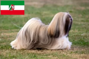 Lee más sobre el artículo Criadores de Lhasa Apso y cachorros en Renania del Norte-Westfalia