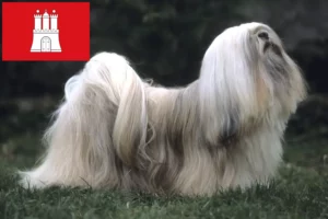 Lee más sobre el artículo Criadores de Lhasa Apso y cachorros en Hamburgo