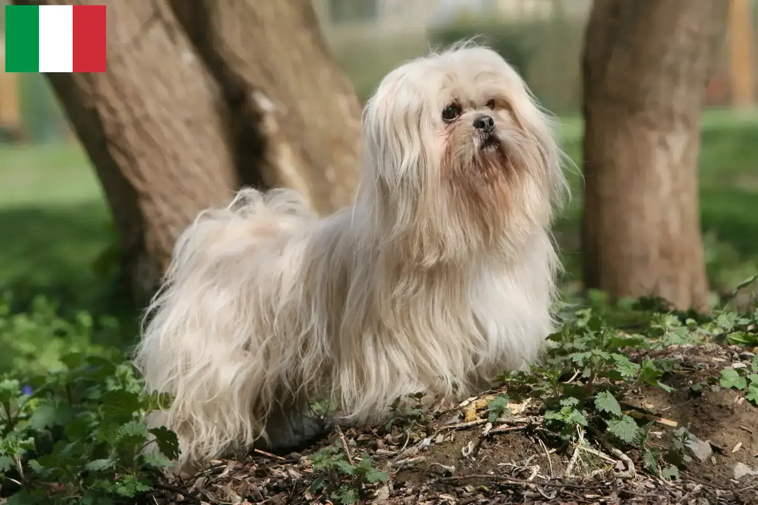 Lee más sobre el artículo Criadores de Lhasa Apso y cachorros en Italia