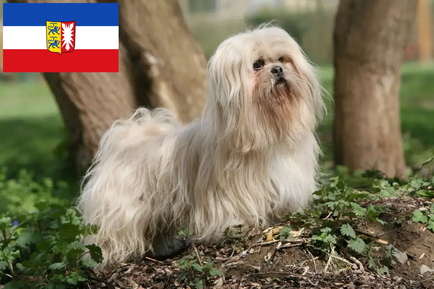 Lee más sobre el artículo Criadores de Lhasa Apso y cachorros en Schleswig-Holstein