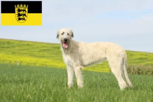 Lee más sobre el artículo Criadores de Wolfhound irlandés y cachorros en Baden-Württemberg