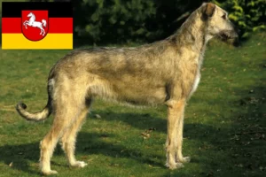 Lee más sobre el artículo Criadores de Wolfhound irlandés y cachorros en Baja Sajonia