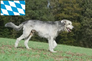 Lee más sobre el artículo Criadores y cachorros de Irish Wolfhound en Baviera